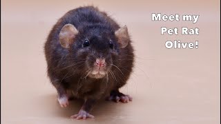 Meet My Pet Rat Olive!