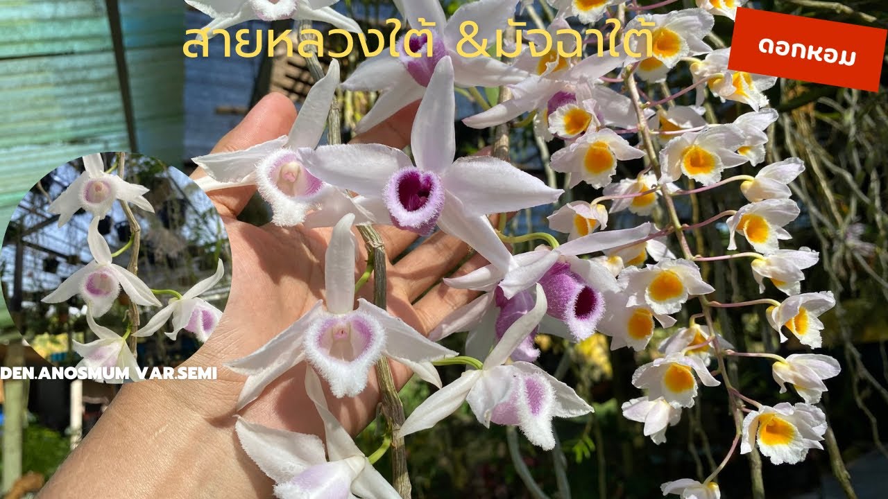 สายหลวงใต้&มัจฉาใต้ กล้วยไม้ป่าดอกหอมที่น่าเก็บสะสม #กล้วยไม้ #เอื้องสาย #ธรรมชาติ #ดอกหอม