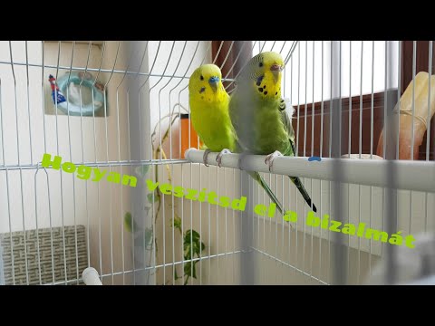 Videó: Hogyan készítsünk sürgősségi eledelt bébi madaraknak: 11 lépés
