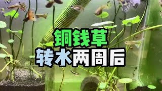 铜钱草转水两周后 | 鱼缸自己长出一种草是莫斯么