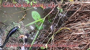 Câu cá lóc bằng vịt.mưa bão cá đẻ quá trời luôn@TruongTu71