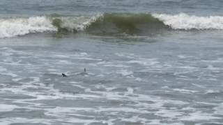 Shark attack Hilton Head South Carolina