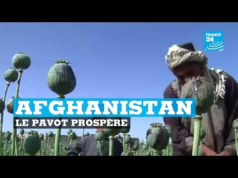 Vidéo: Informations sur le pavot à opium : en savoir plus sur les fleurs de pavot à opium