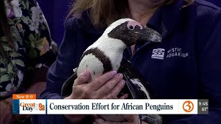 National Endangered Species Day: African Penguins