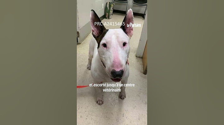 Des policiers sauvent un chien attaché à un poteau pendant l'ouragan Milton