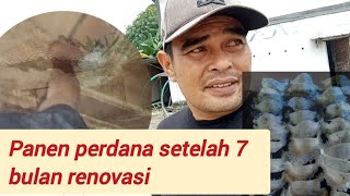 Perawatan gedung walet sekaligus edukasi panen sarang walet di rbw