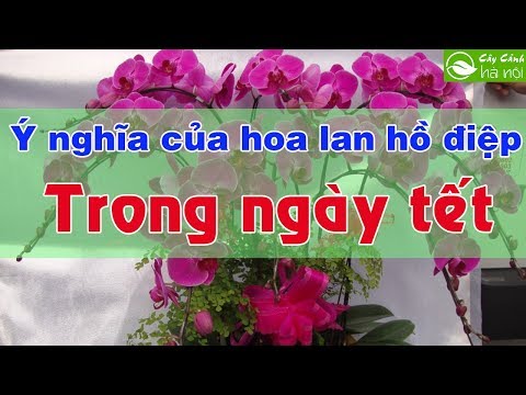 Ý nghĩa của hoa lan hồ điệp trong ngày tết | Foci