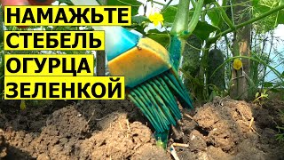 Намажьте ЗЕЛЕНКОЙ основания стебля ОГУРЦА! ЗАВАЛИТ УРОЖАЕМ