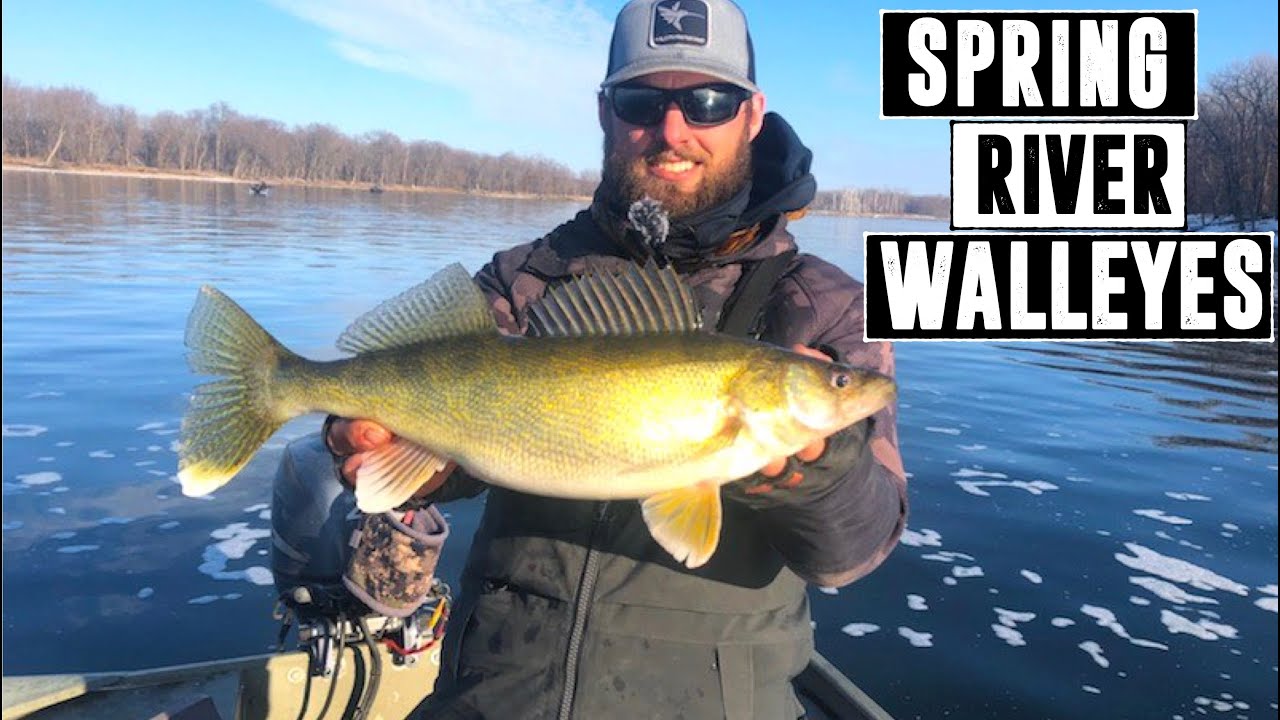 Catching TONS of Spring River Walleyes! BACK IN A BOAT!! 