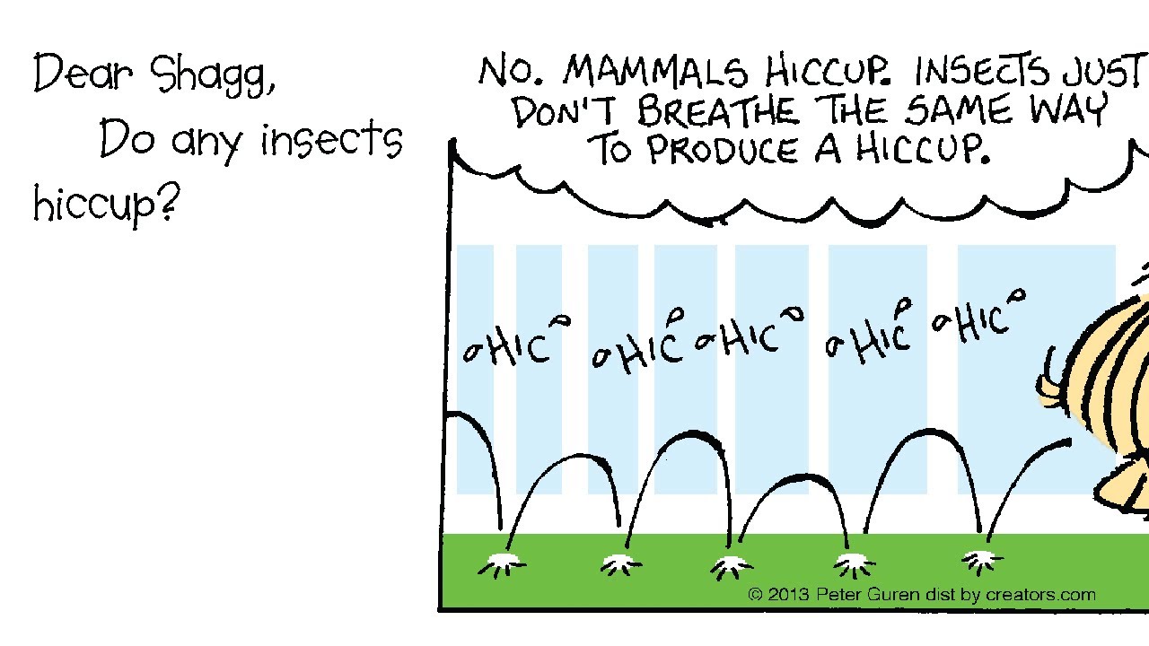 Do any insects hiccup?