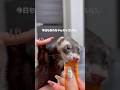 おれちゃんフェレット。みんなと奏でるハーモニー🎶🖤 #ferret #フェレット #マーシャルフェレット
