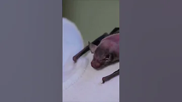 Свиноносая летучая мышь _ Bat #shorts