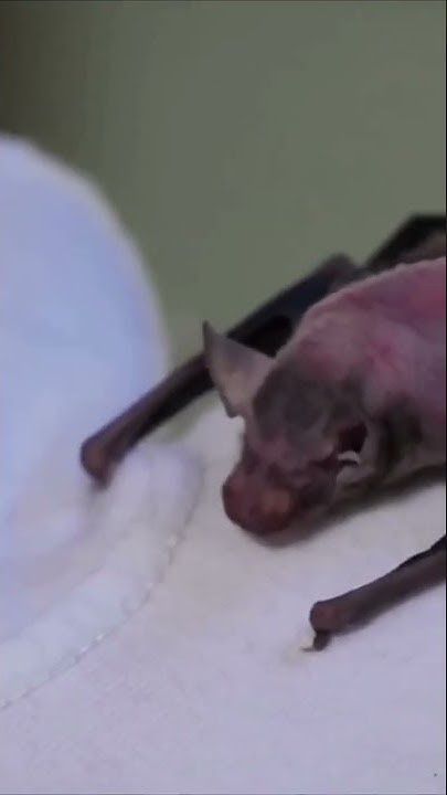 Свиноносая летучая мышь _ Bat #shorts - YouTube
