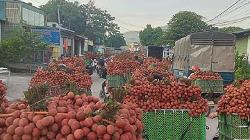 Phiên chợ vải vùng cao xã Tân Sơn.lục ngạn.bắc Ninh.