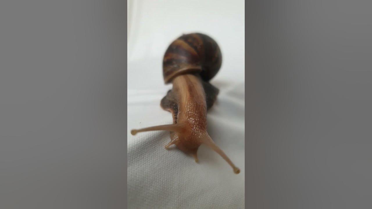 Have you ever seen a snail eating a cucumber? 🥒 YouTube