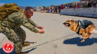 REENCUENTROS ENTRE PERROS Y HUMANOS QUE TE ALEGRARAN MUCHO EL CORAZON ❤️