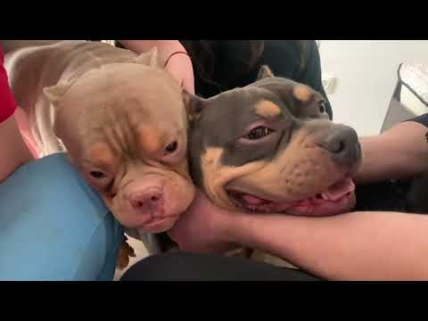 Вязка собак породы Американский Булли / очень милая игривая невеста / American Bully’s cute mating