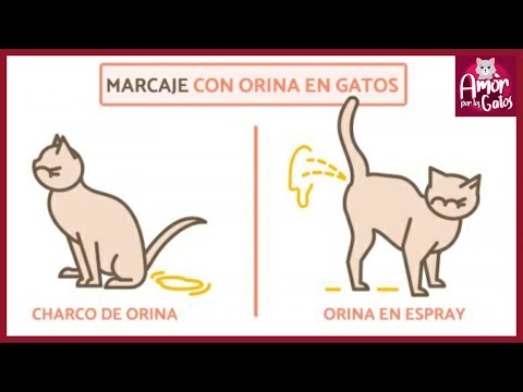Video: Di Qué Mi Gato Se Orina En Mi Cama?