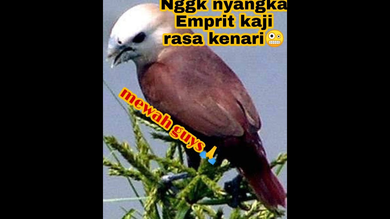  Burung  emprit gacor  isian kenari  YouTube