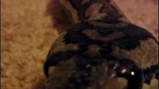 Celebrity my 6ft coastal carpet python Profile