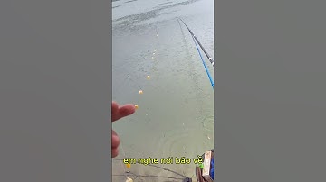 câu cá trắm cỏ bằng ngô hạt