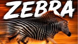 The Zebra’s Secret Advantage Over Horses.
