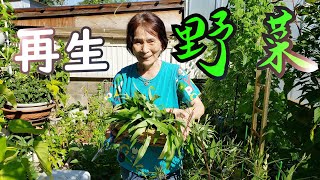 再生野菜で節約！70代母親の料理の腕は？0円で野菜が収穫出来るのはいいのだが‥