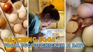 Hatching Chicken Eggs  21 Day Incubation #eggs