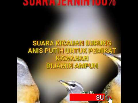 Burung anis putih