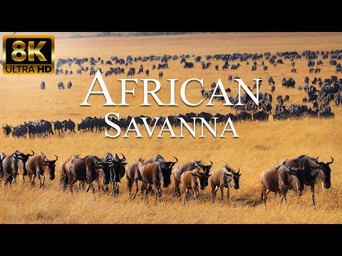 African Savanna 8K ULTRA HD | Wild Animals of African Safari | Relaxation Film