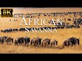 African savanna 8k ultra  wild animals of african safari  relaxation film