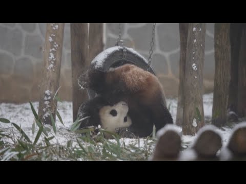 Giant pandas enjoy snow at qinling breeding center