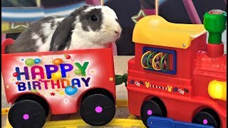 Bunny Gets Carnival Themed Birthday Party - Wish him a happy birthday | BUNNY BIRTHDAY