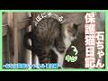 「石ちゃん保護猫活動日記【その後】9」【日常】【保護猫】 #初心者 #沖縄 #cat #チャンネル登録宜しくお願い致します