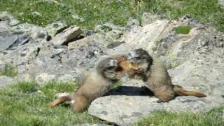 Marmot Wrestling
