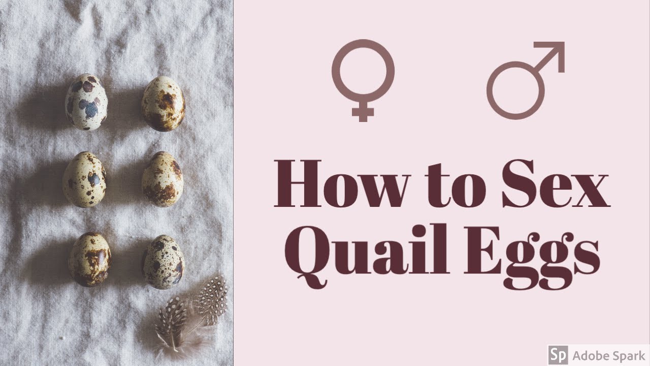 ARE MY QUAIL EGGS MALE OR FEMALE? (+ how I hatch my quail!!) YouTube