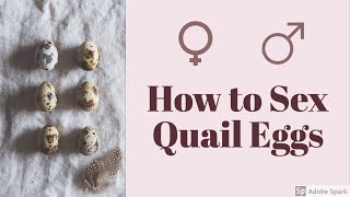 ARE MY QUAIL EGGS MALE OR FEMALE? (+ how I hatch my quail!!)