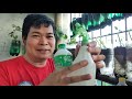 PAGGAWA NG NATURAL PESTICIDE (with ENG sub)