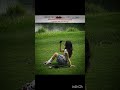 COMMENT🔥 #blackpink #roselisa #catfunny #kpop #kpopedit #catvideos #blink
