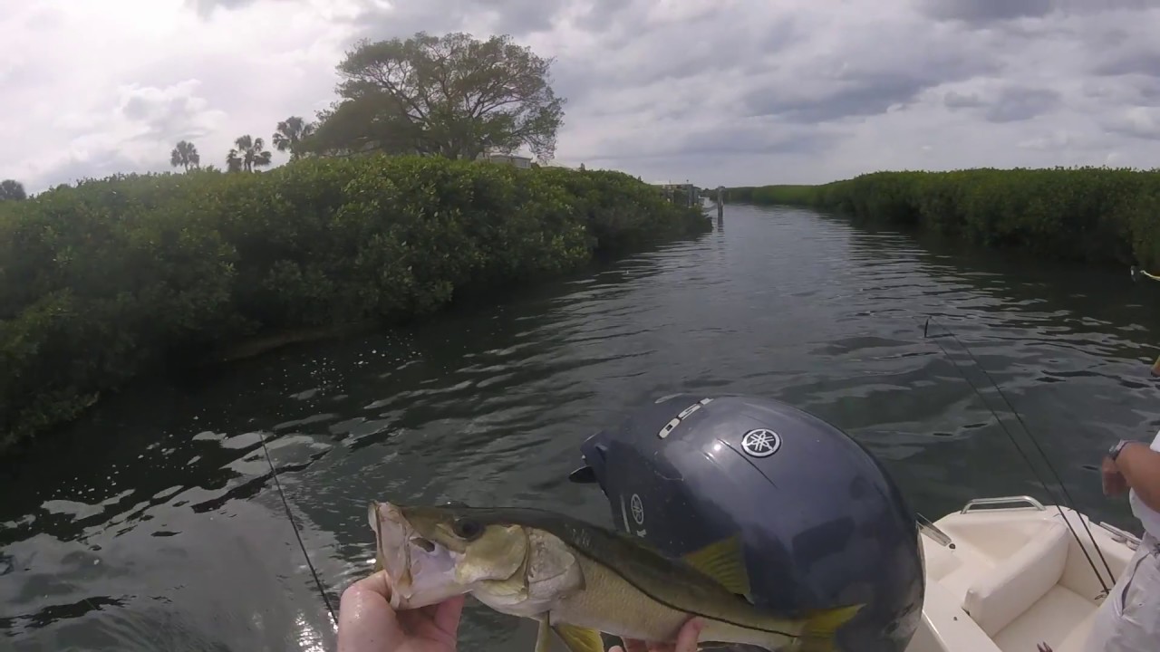 Longboat Key, FL Snook Fishing - YouTube