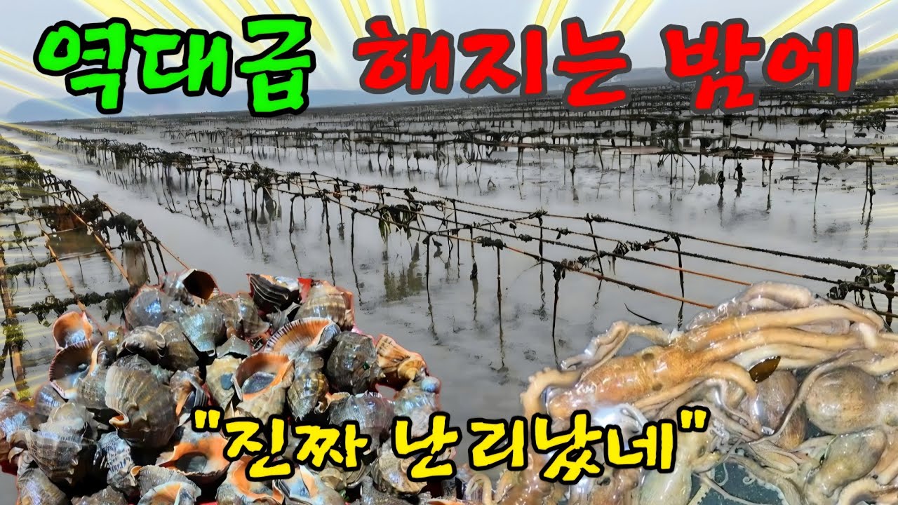 한밤 급격히 바닷물이 왕창 빠지면 예상못한 안주가 잔뜩 널렸다