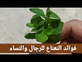 فوائد النعناع الكثيرة 