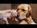 Dog Mom Show’s Off Her Newborn Puppies!!