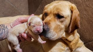 Dog Mom Show’s Off Her Newborn Puppies!!