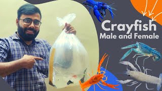 Unboxing!! Colorful Crayfish| Breeding| Care and Tips| Prasanth 360