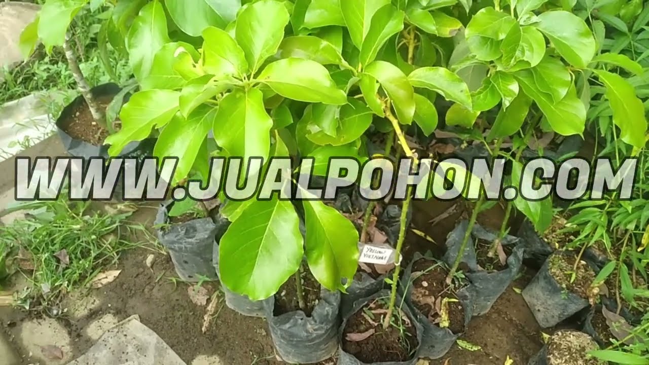 STOK TERBARU PALING ISTIMEWA !!! Bibit Alpukat Yellow Vietnam Bisa Berbuah Dalam Pot