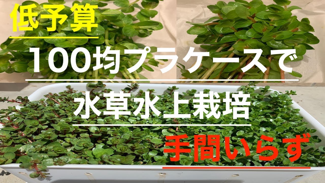 超簡単 低価格で手間いらず 水草水上栽培のポイントまとめ 冬場の屋外でも維持可