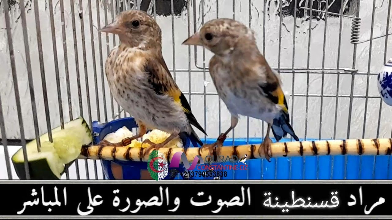 مراد قسنطينة يقدم فيديو يشرح فيه كيفية اختيار حسون صيد جديد بحالة جيدة ودون أمراض 2022