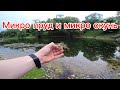 Микро пруд и микро окунь #fishing #рыбалка #спиннинг #мормышинг
