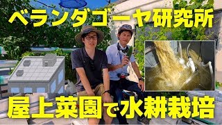 【水耕栽培】ゴーヤ144個収穫！ベランダゴーヤ研究所の屋上菜園の水耕栽培を取材